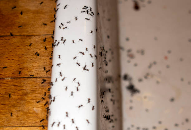 Best Pest Prevention Services  in June Park, FL